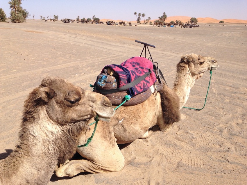 モロッコ ドライブ ラクダ に乗ってサハラ砂漠に行ってみた 世界車旅行