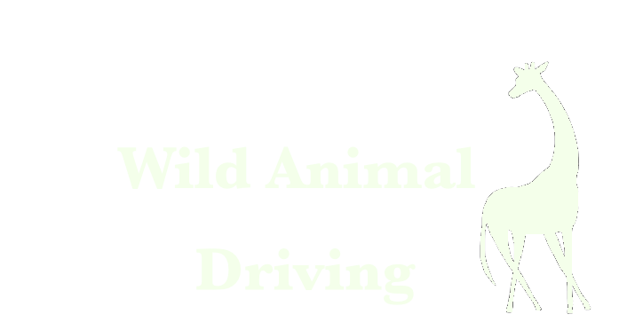 モロッコ ドライブ ラクダ に乗ってサハラ砂漠に行ってみた 世界車旅行