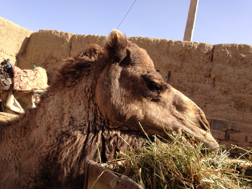 モロッコ ドライブ ラクダ に乗ってサハラ砂漠に行ってみた 世界車旅行